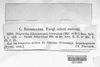 Wuestneia chrysostroma image